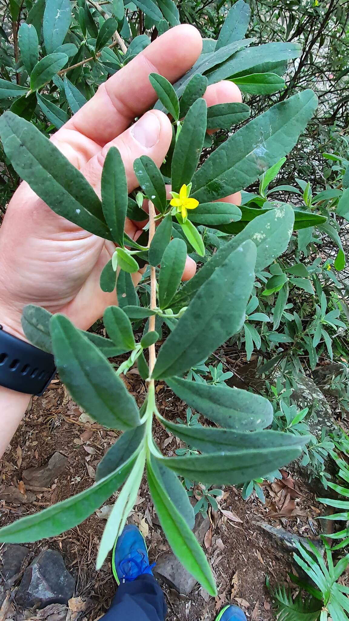 Image de Hibbertia hexandra C. T. White