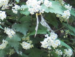 Plancia ëd Parnassius glacialis Butler 1866