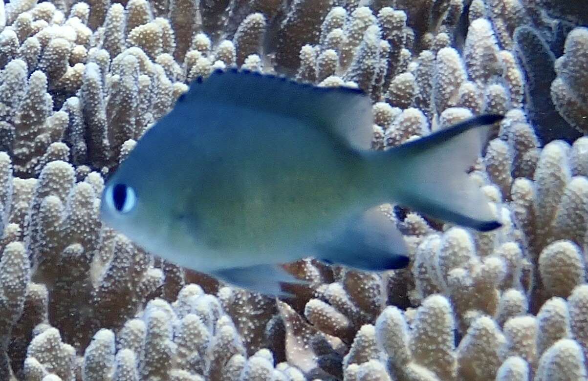 Image of Brown chromis