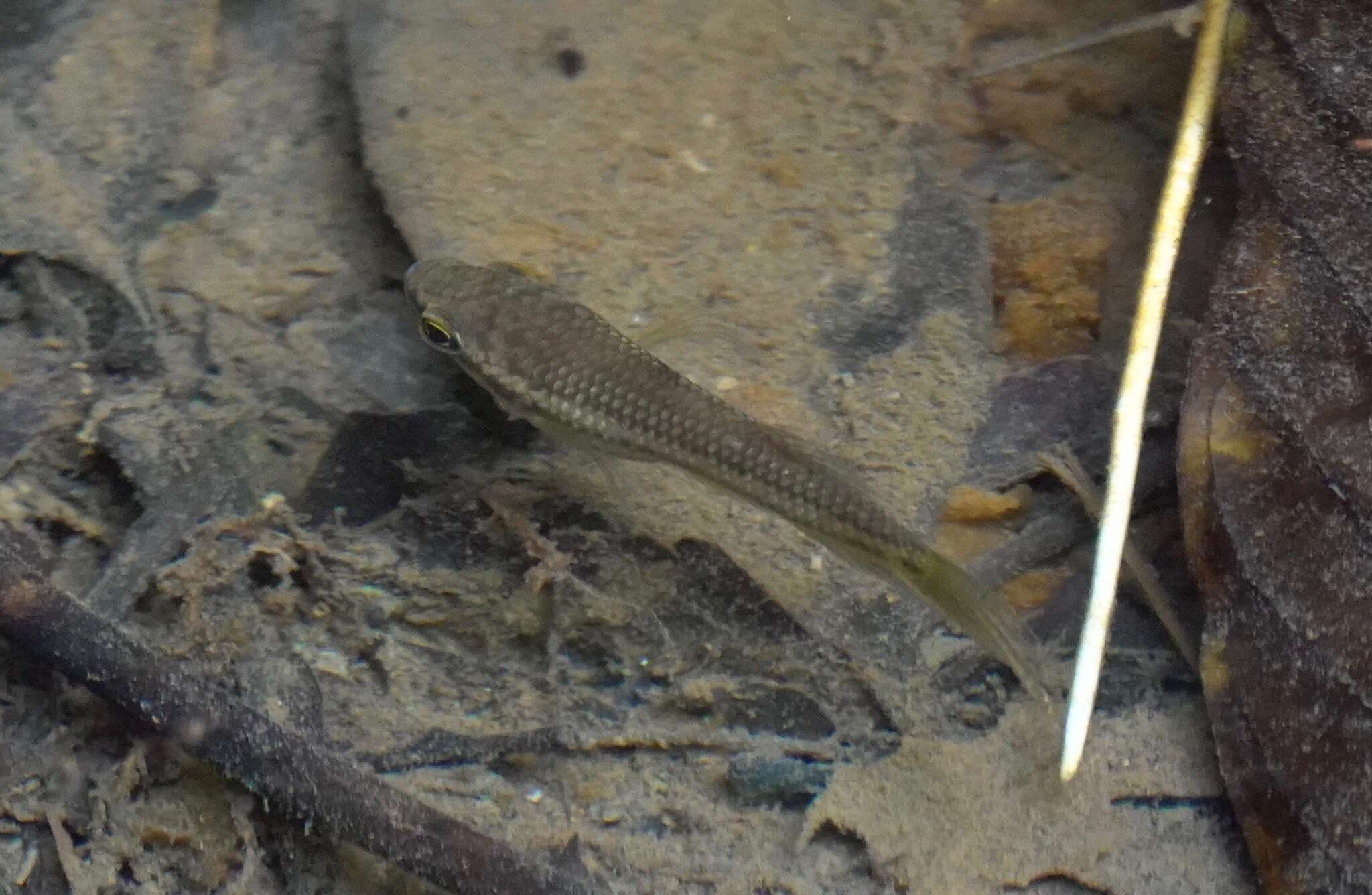 Image of Forest betta