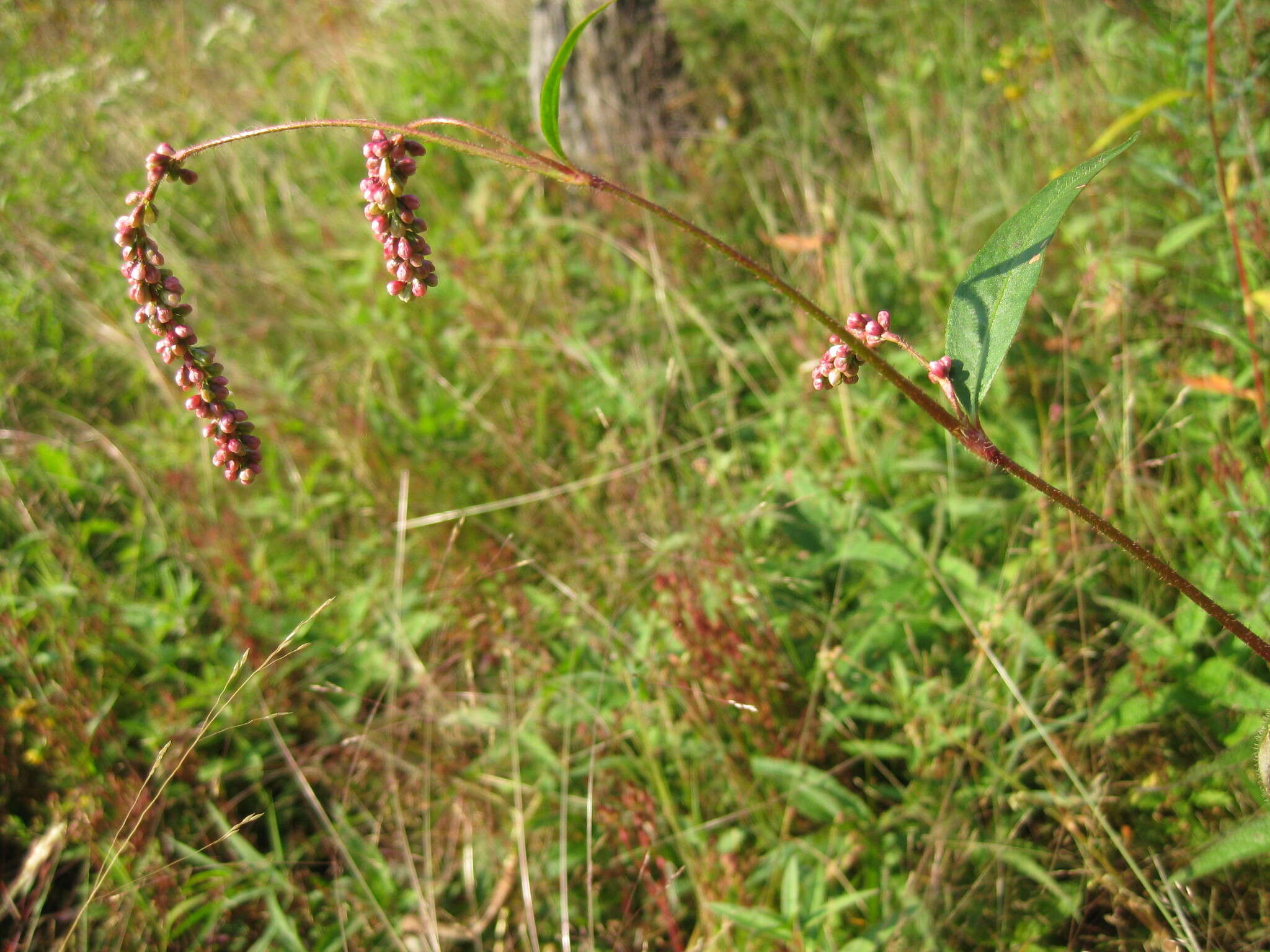 Plancia ëd Persicaria careyi (Olney) Greene