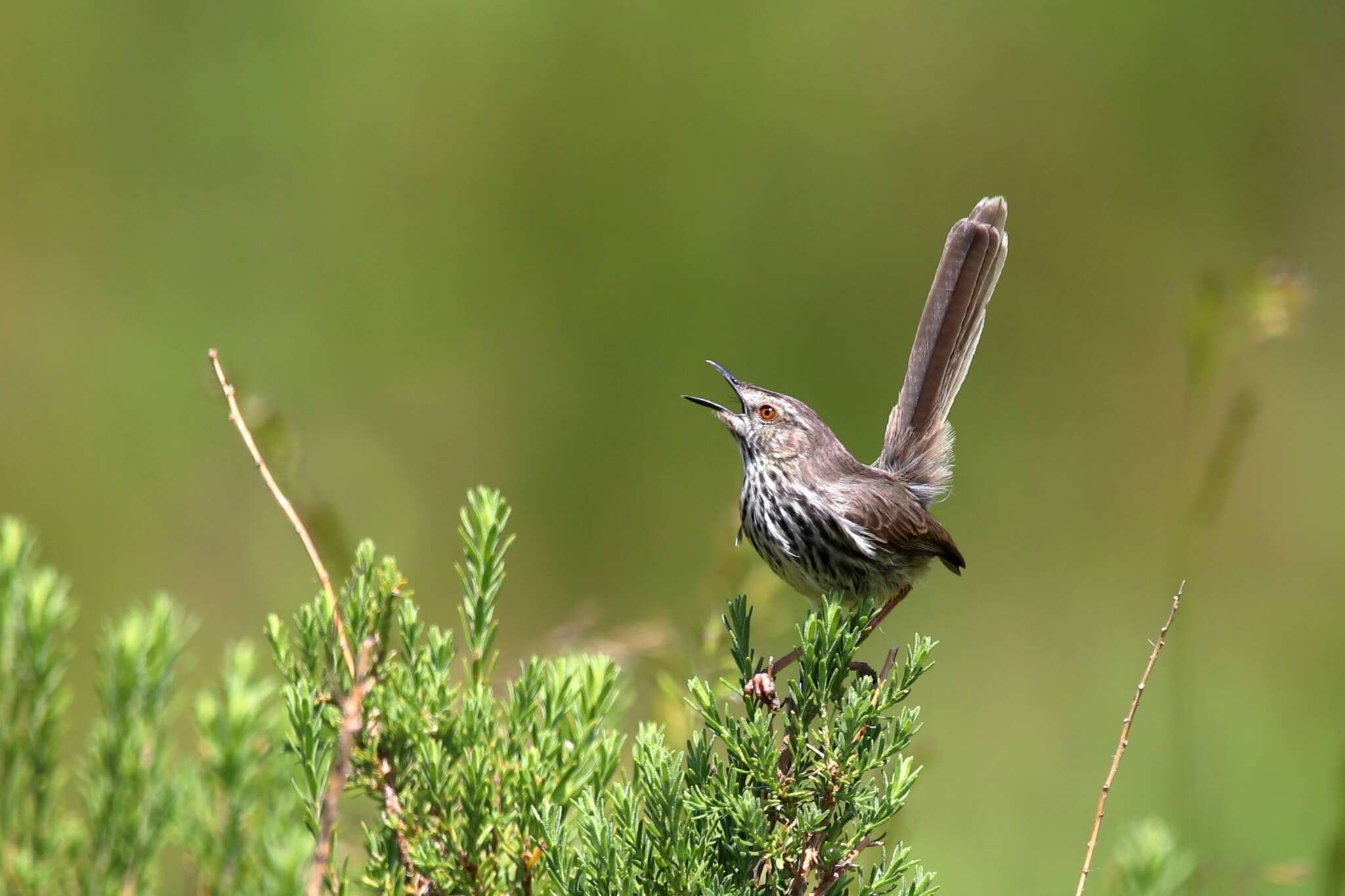 Image of Prinia maculosa exultans Clancey 1982