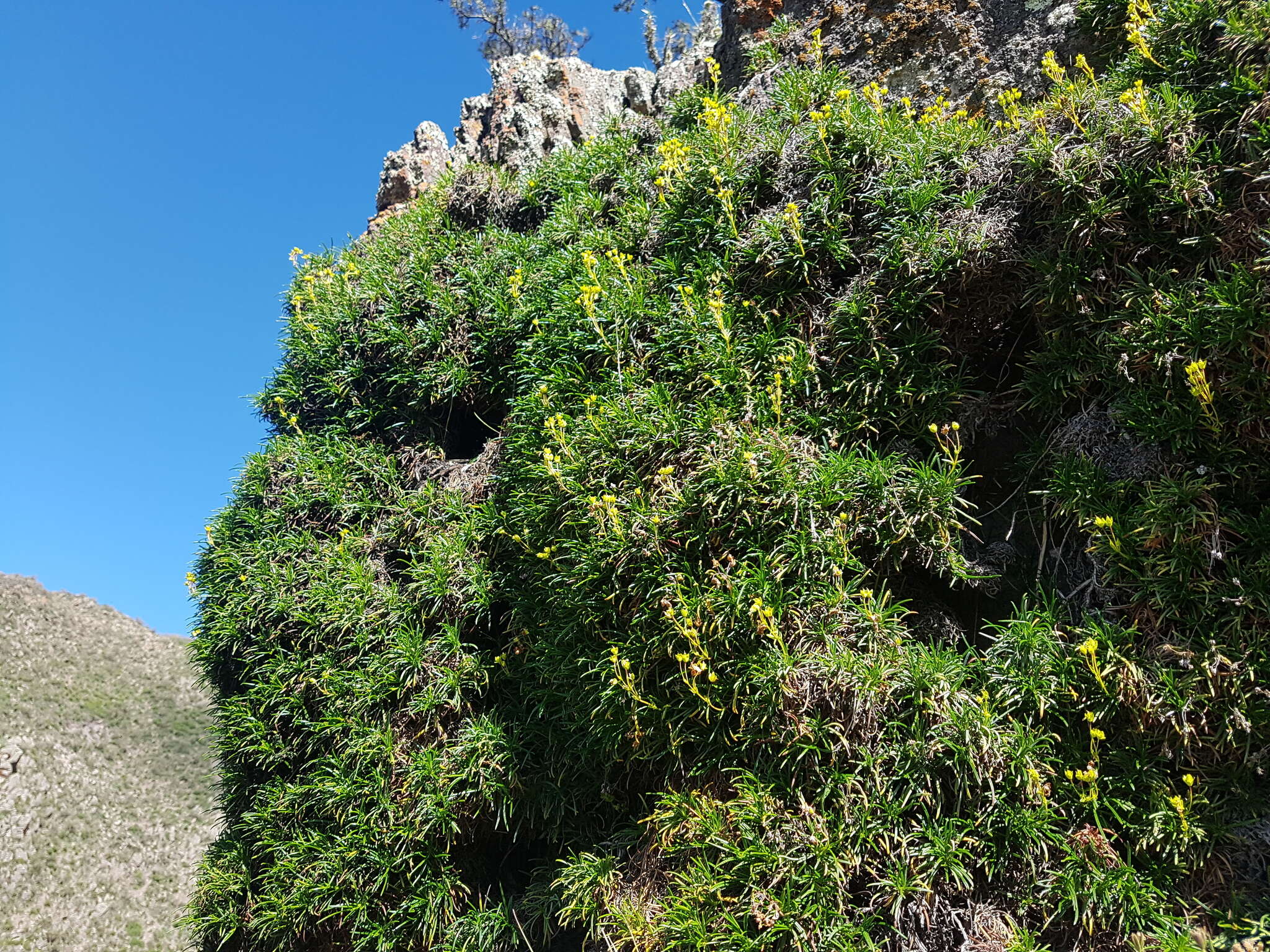 Image of Calceolaria pinifolia Cav.