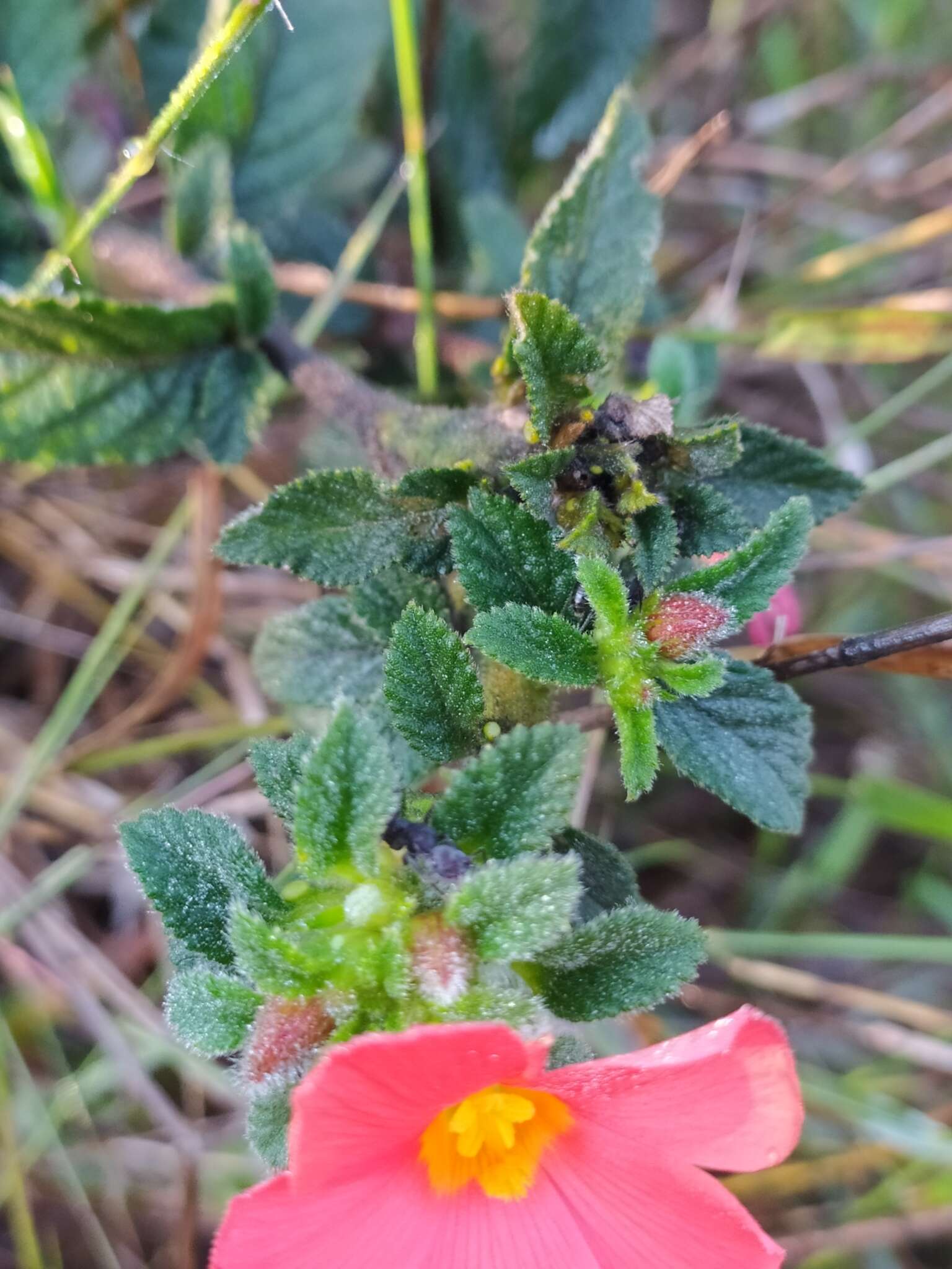 Imagem de Turnera longiflora Cambess.