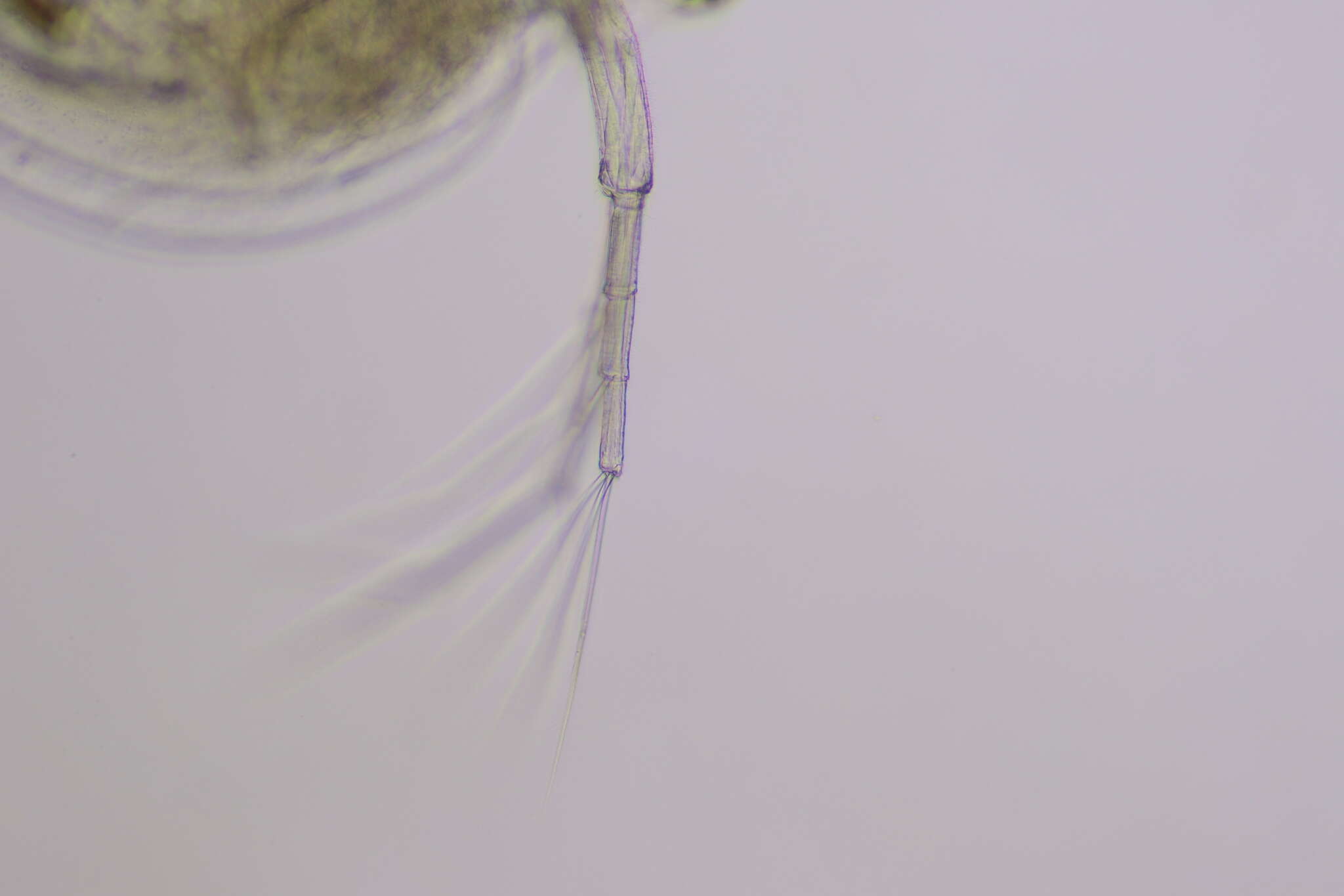 Image of Daphnia (Daphnia) parvula Fordyce 1901