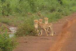 Image of Northwest African Cheetah