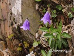 Imagem de Adenophora morrisonensis subsp. uehatae (Yamam.) Lammers