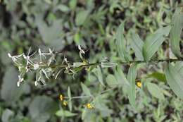 Habenaria macroceratitis Willd.的圖片