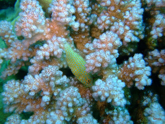 Image of Red Sea longnose filefish