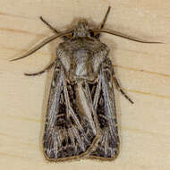 صورة Agrotis gladiaria Morris 1874