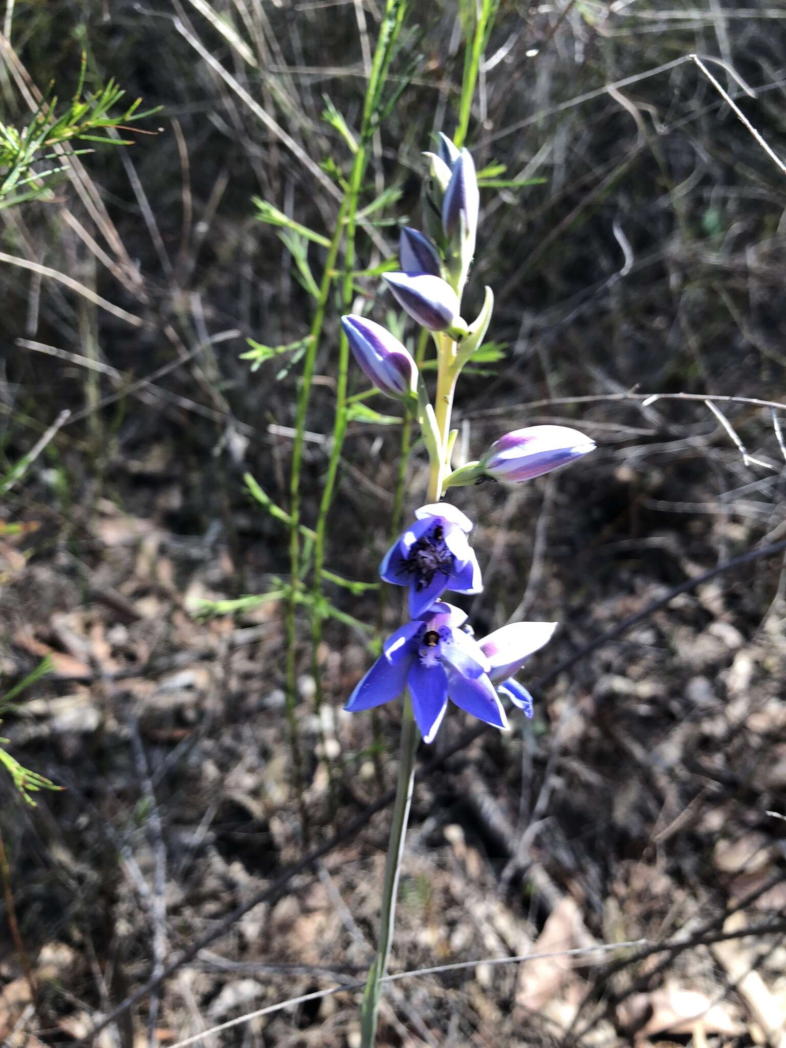 Image of Thelymitra ixioides Sw.