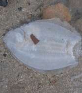 Image of Dappled flounder