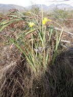 Image of Large yellow moraea