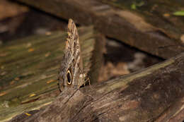 Image of Caligo teucer Linnaeus 1758