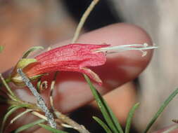 Image of Eremophila latrobei subsp. glabra (L. S. Smith) R. J. Chinnock