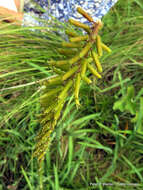 Image of Kniphofia parviflora Kunth