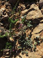 Image of Indigofera auricoma E. Mey.