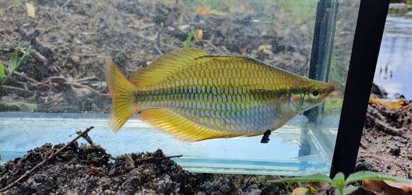 Image of Banded rainbowfish