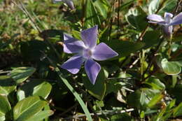 Image of Intermediate Periwinkle