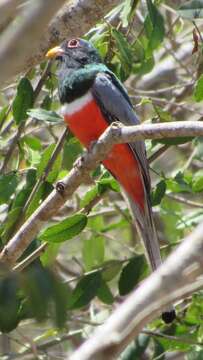 Слика од Trogon elegans Gould 1834