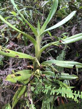 Image of Maxillaria montezumae (Arévalo & Christenson) Molinari