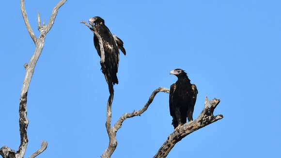 Image of Wedge-tailed Eagle