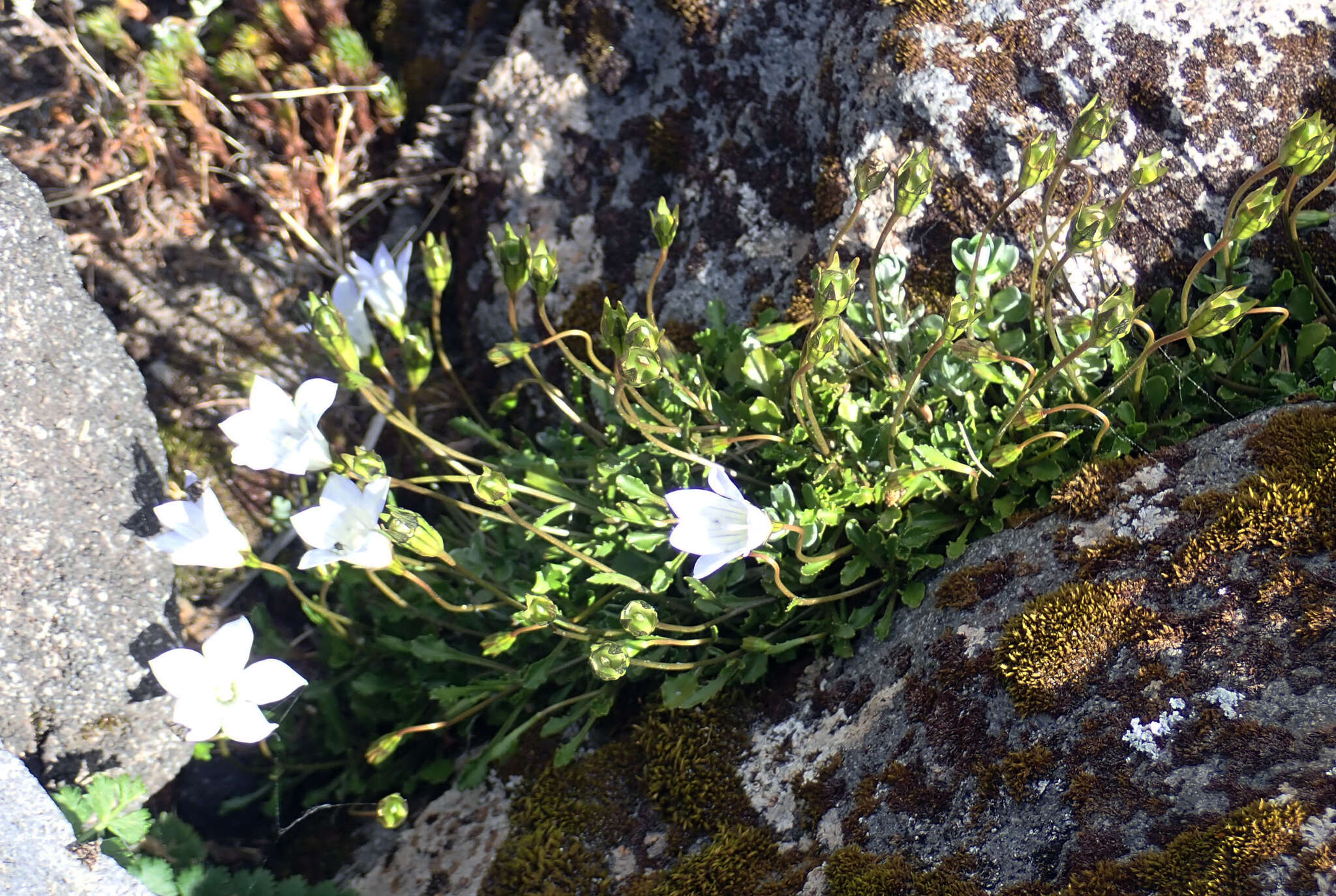 صورة Wahlenbergia pygmaea subsp. drucei J. A. Petterson