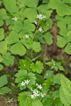 Sivun Boykinia occidentalis Torr. & Gray kuva