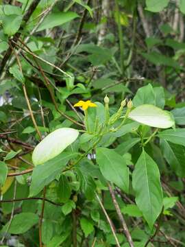 Image of Mussaenda parviflora Miq.