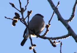 Image de Pyrrhula pyrrhula pyrrhula (Linnaeus 1758)