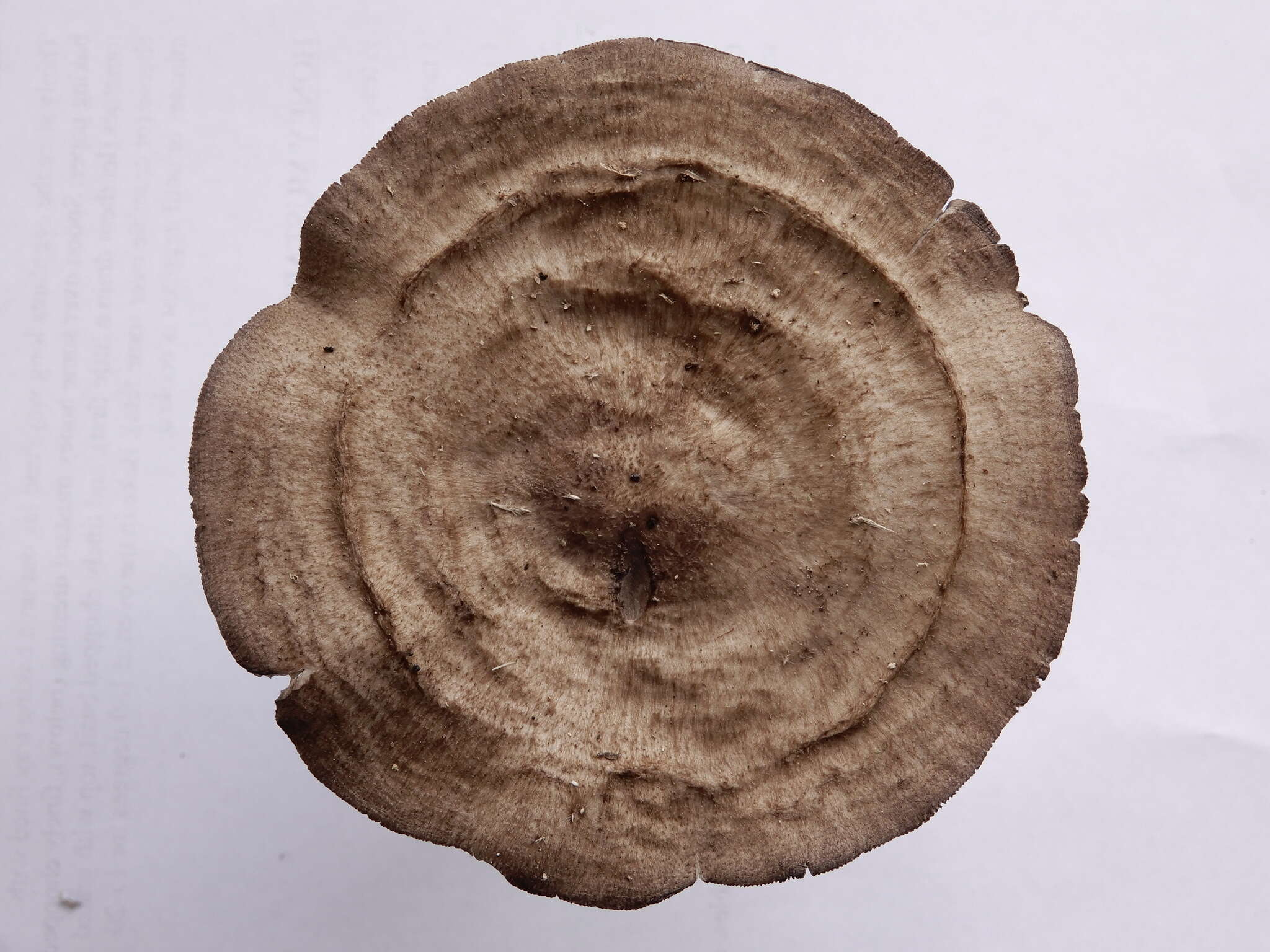 Image of Pluteus microspermus E. Horak 2008