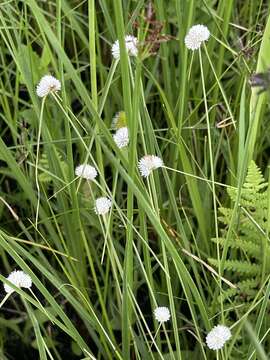 Image of Cyperus ascocapensis Bauters