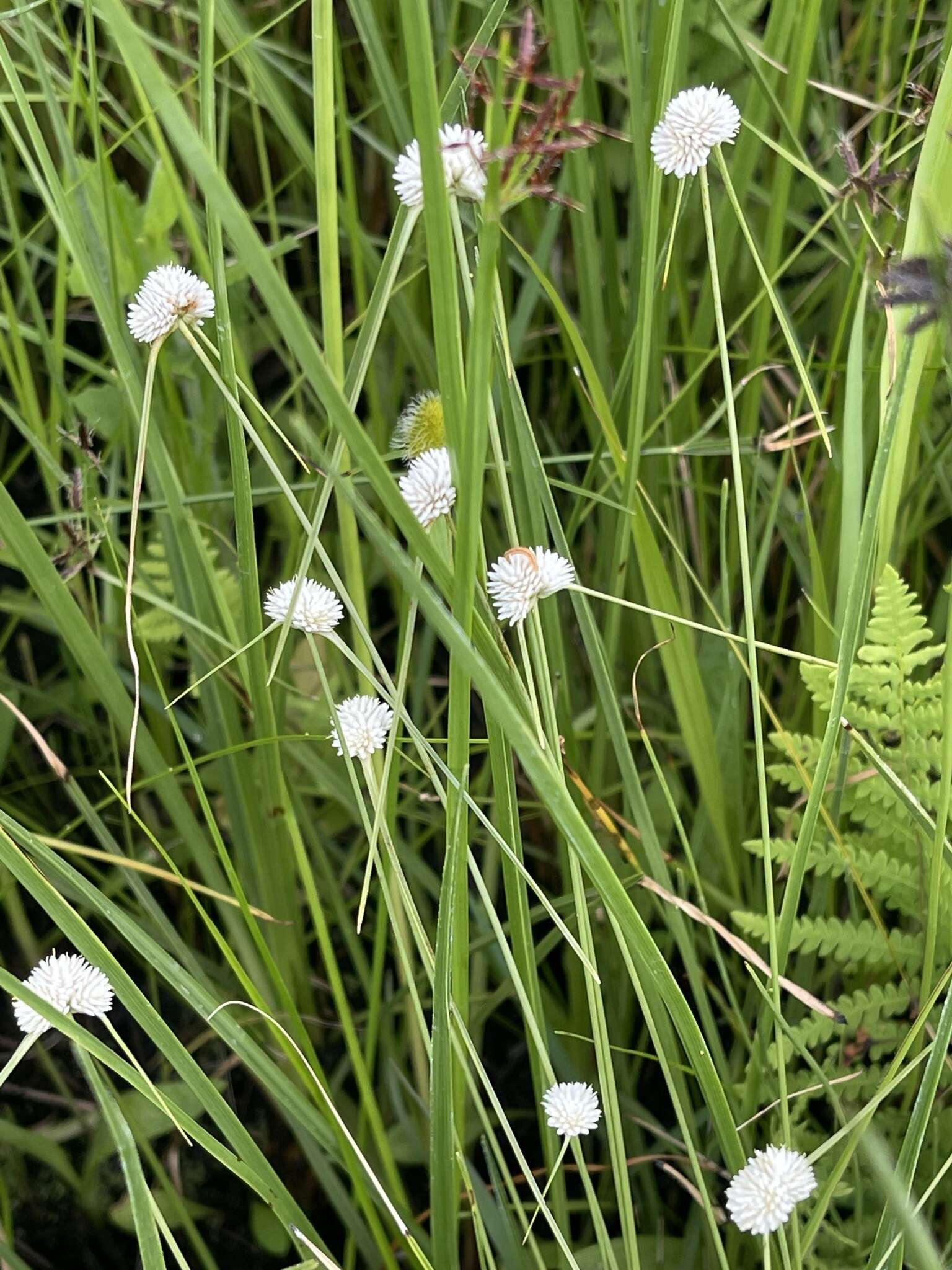 Image of Cyperus ascocapensis Bauters