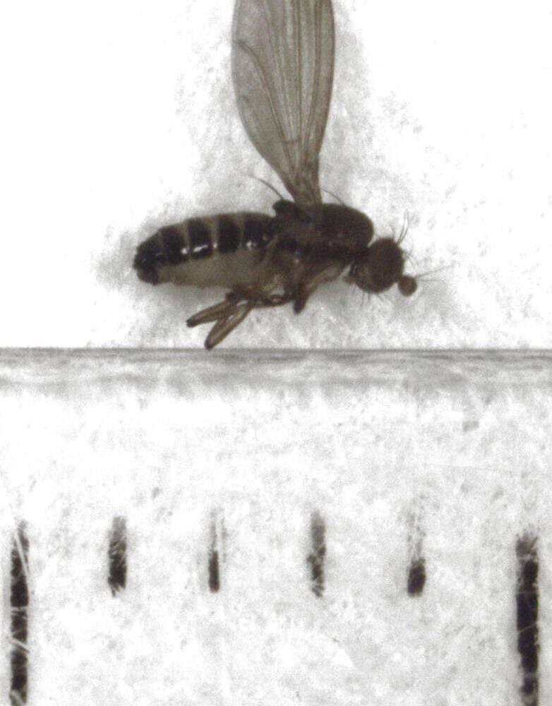 Image de Teratomyza neozelandica Malloch 1933