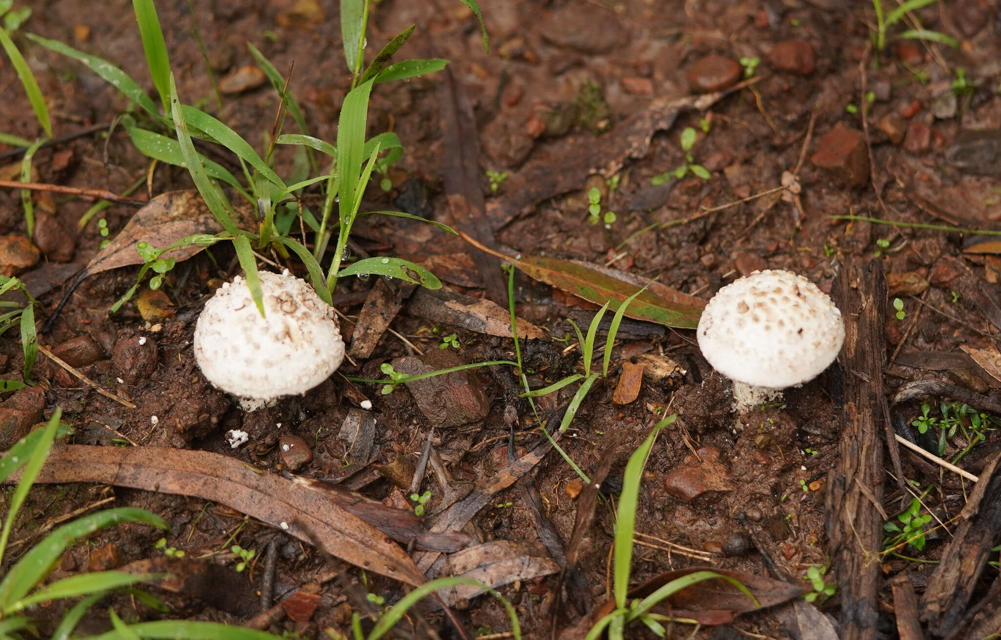 Image de Amanita farinacea (Sacc.) Cleland & Cheel 1914