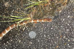 Image of Betsileo White-banded Tree Snake