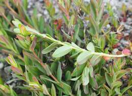 Image of trailing St John's-wort