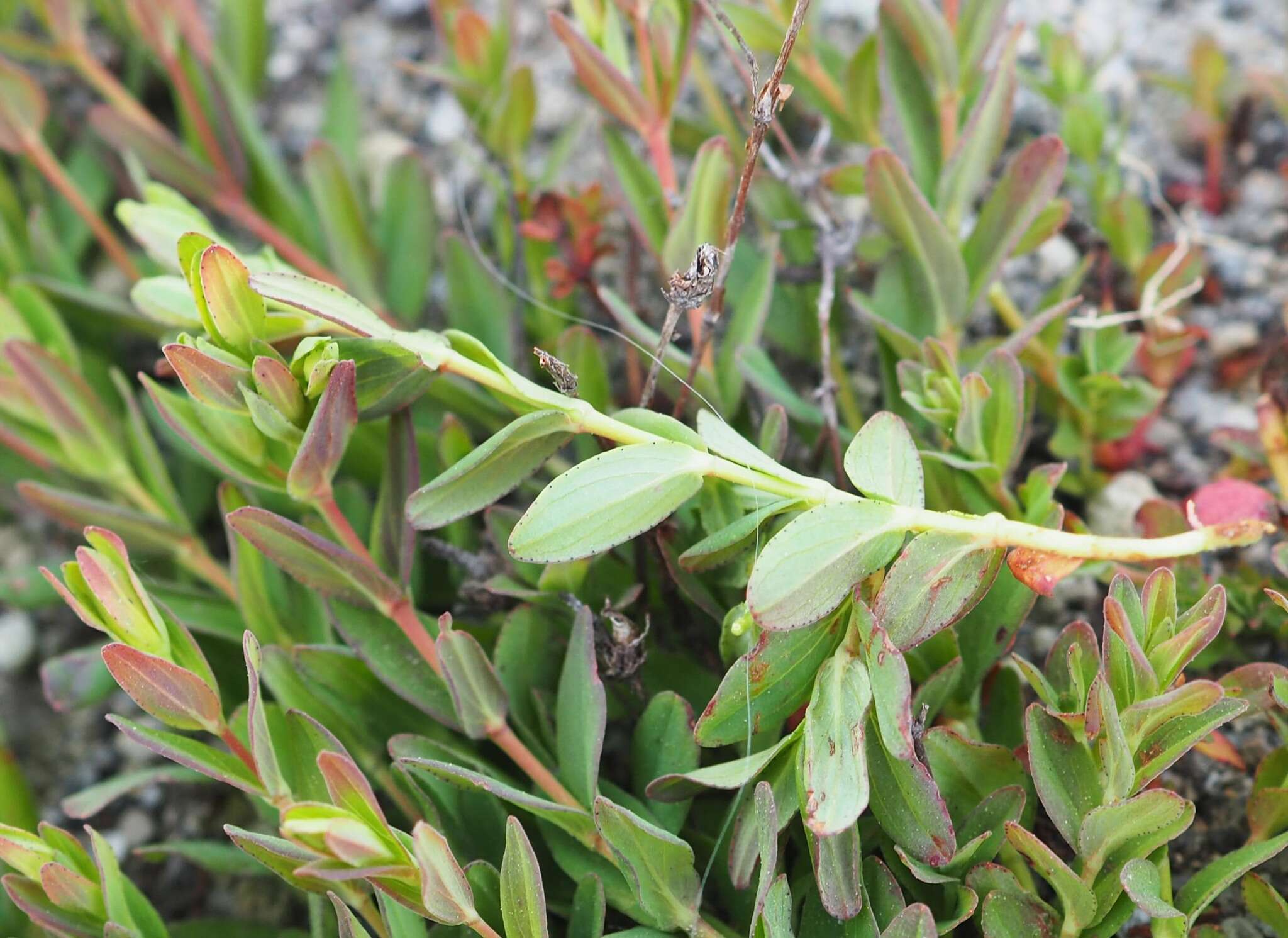 Image of trailing St John's-wort