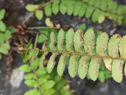 Plancia ëd Polystichum craspedosorum (Maxim.) Diels