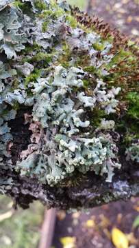 Image of Powder-headed tube lichen