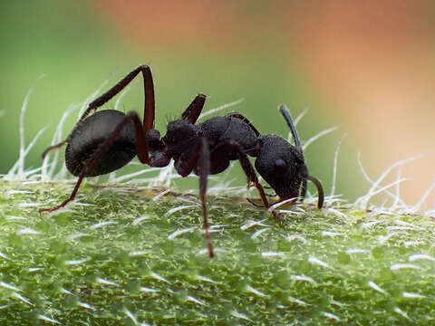 Image of Camponotus whitei Wheeler 1915