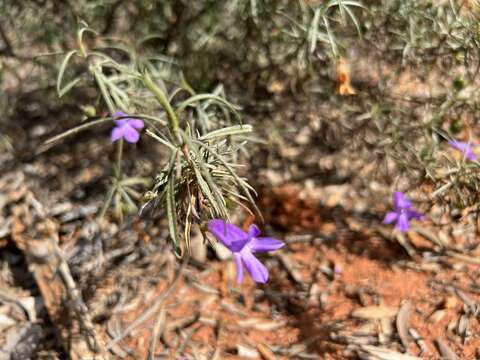 Imagem de Eremophila gilesii F Muell.