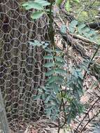 Image de Indigofera australis Willd.