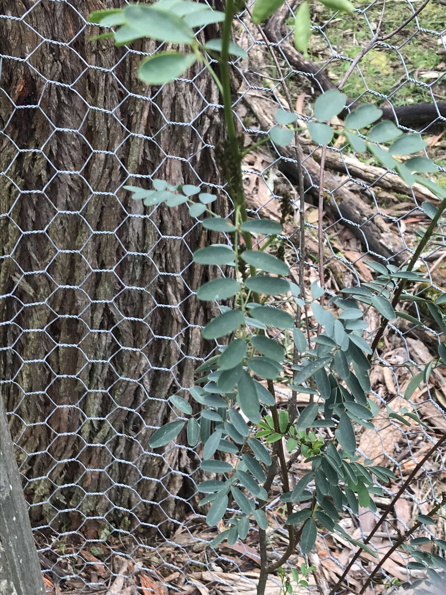 Image de Indigofera australis Willd.