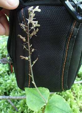 Image of Kidneyleaf twayblade