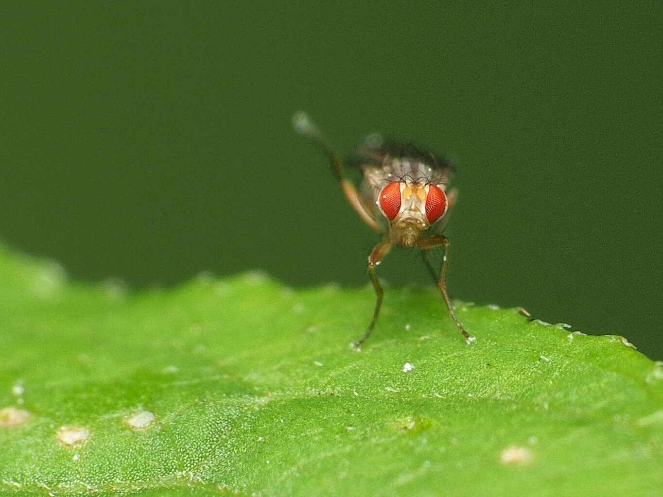 Image of Pomace fly