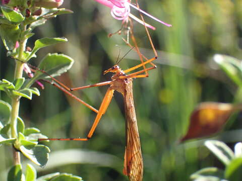 Image of Bittacus walkeri Esben-Petersen 1915