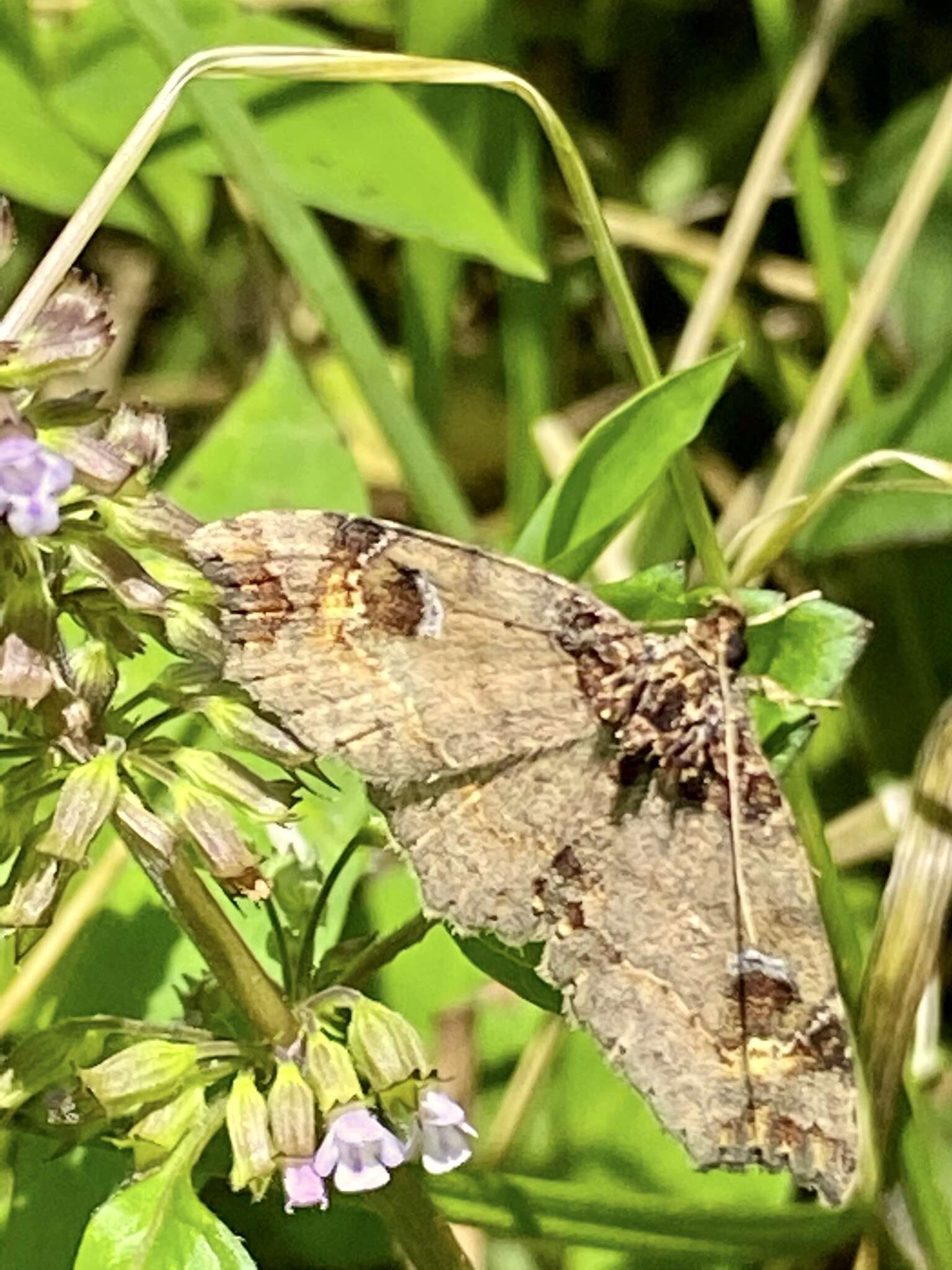 Image of Eugrapta igniflua Wileman & South 1917