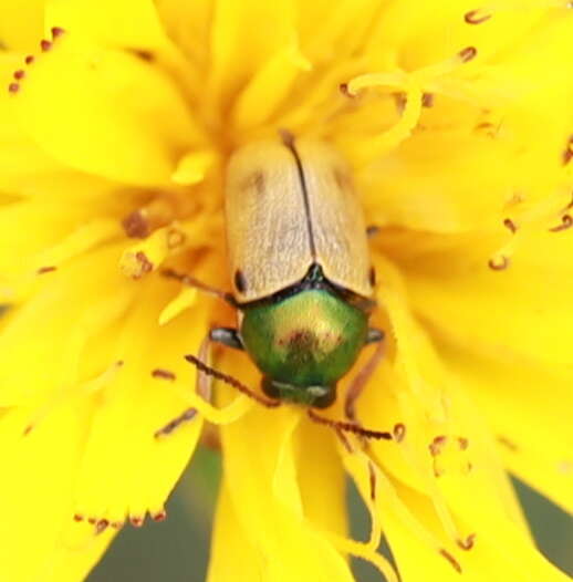 Image of <i>Cryptocephalus laetus</i>