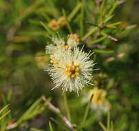 Image of Melaleuca nodosa (Gaertn.) Sm.